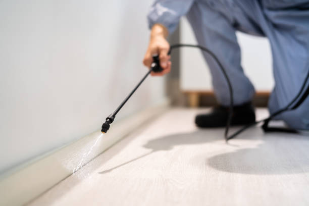 Licensed Wasp Control service in Point of Rocks, MD - Nex Pest Control
